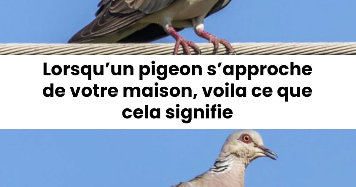 Un pigeon près de la maison : signification spirituelle et raisons de sa présence…