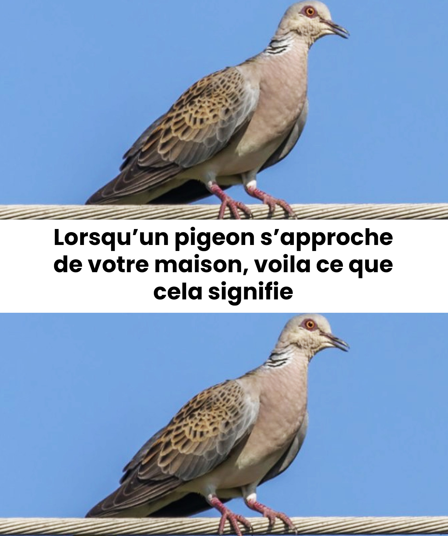 Un pigeon près de la maison : signification spirituelle et raisons de sa présence…