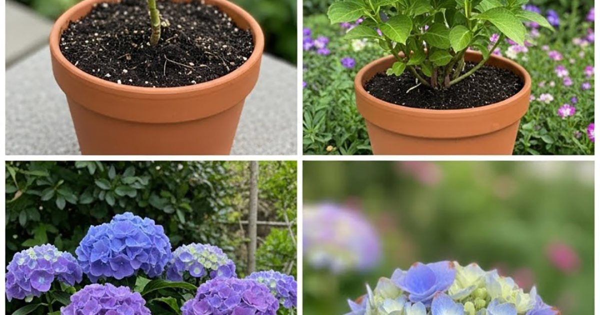 Un secret pour faire fleurir les hortensias : utilisez cette plante comme fertilisant