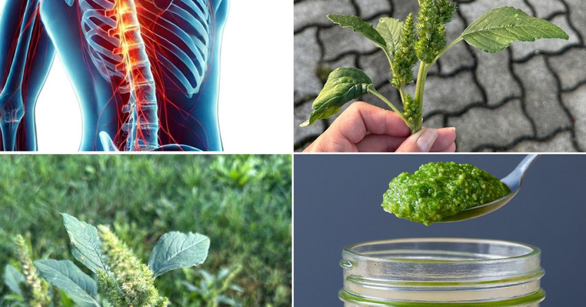 Un trésor caché dans votre jardin : découvrez les bienfaits de l'amarante pour la santé