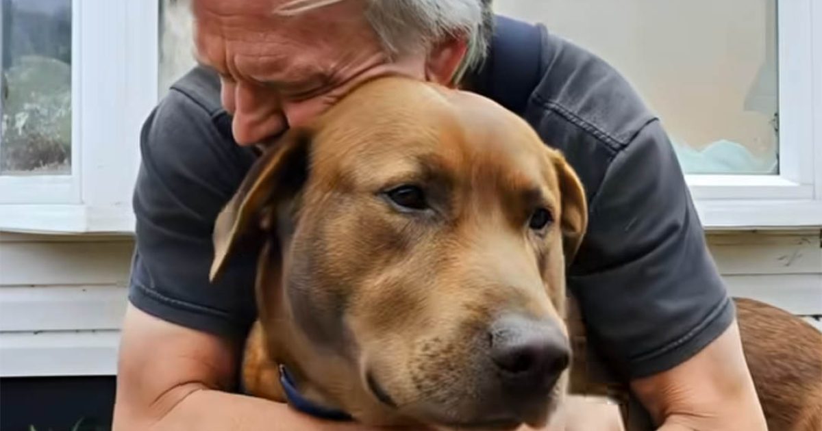 Un vieil homme est arrivé dans une clinique vétérinaire en demandant qu’on euthanasie son chien