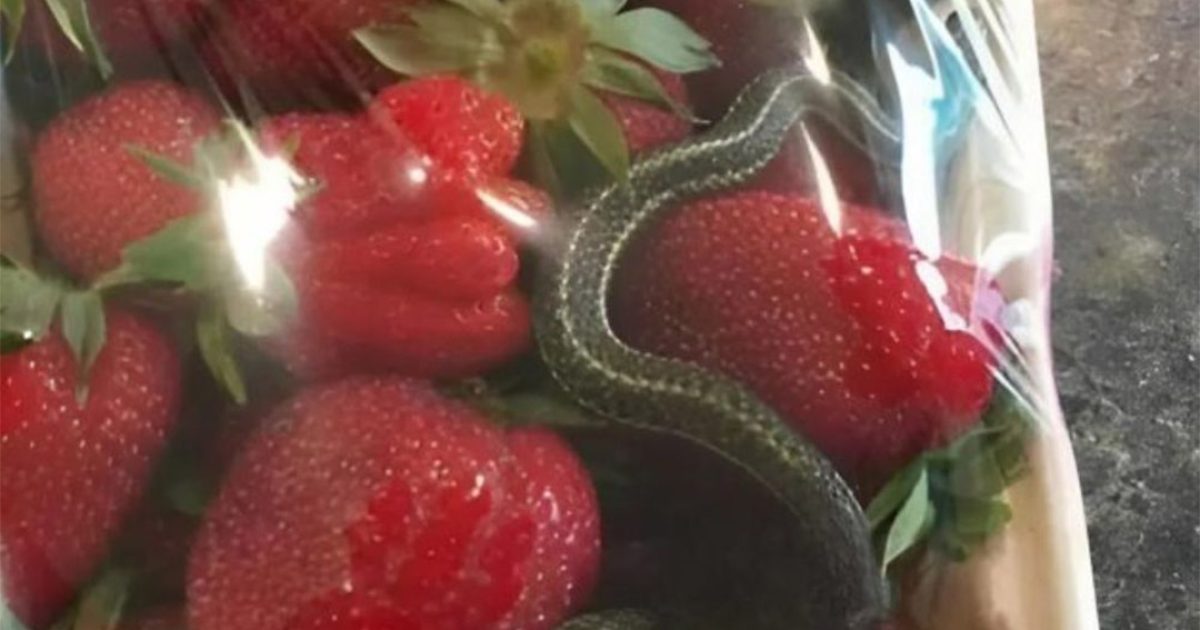 Une barquette de fraises d’un rouge éclatant, une gourmandise attendue… mais qui cachait une découverte terrifiante
