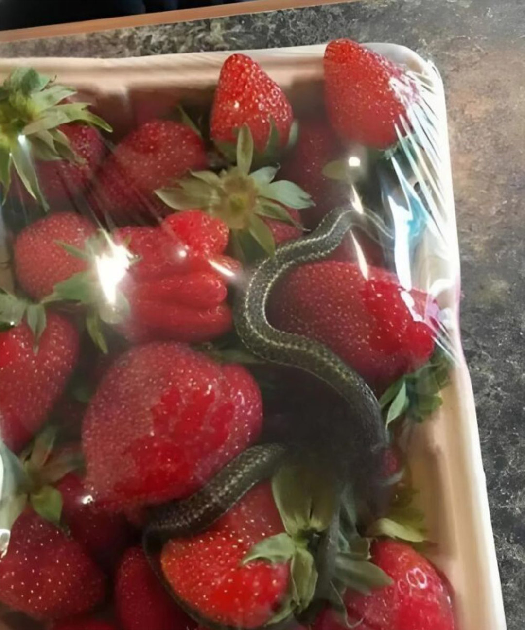 Une barquette de fraises d’un rouge éclatant, une gourmandise attendue… mais qui cachait une découverte terrifiante