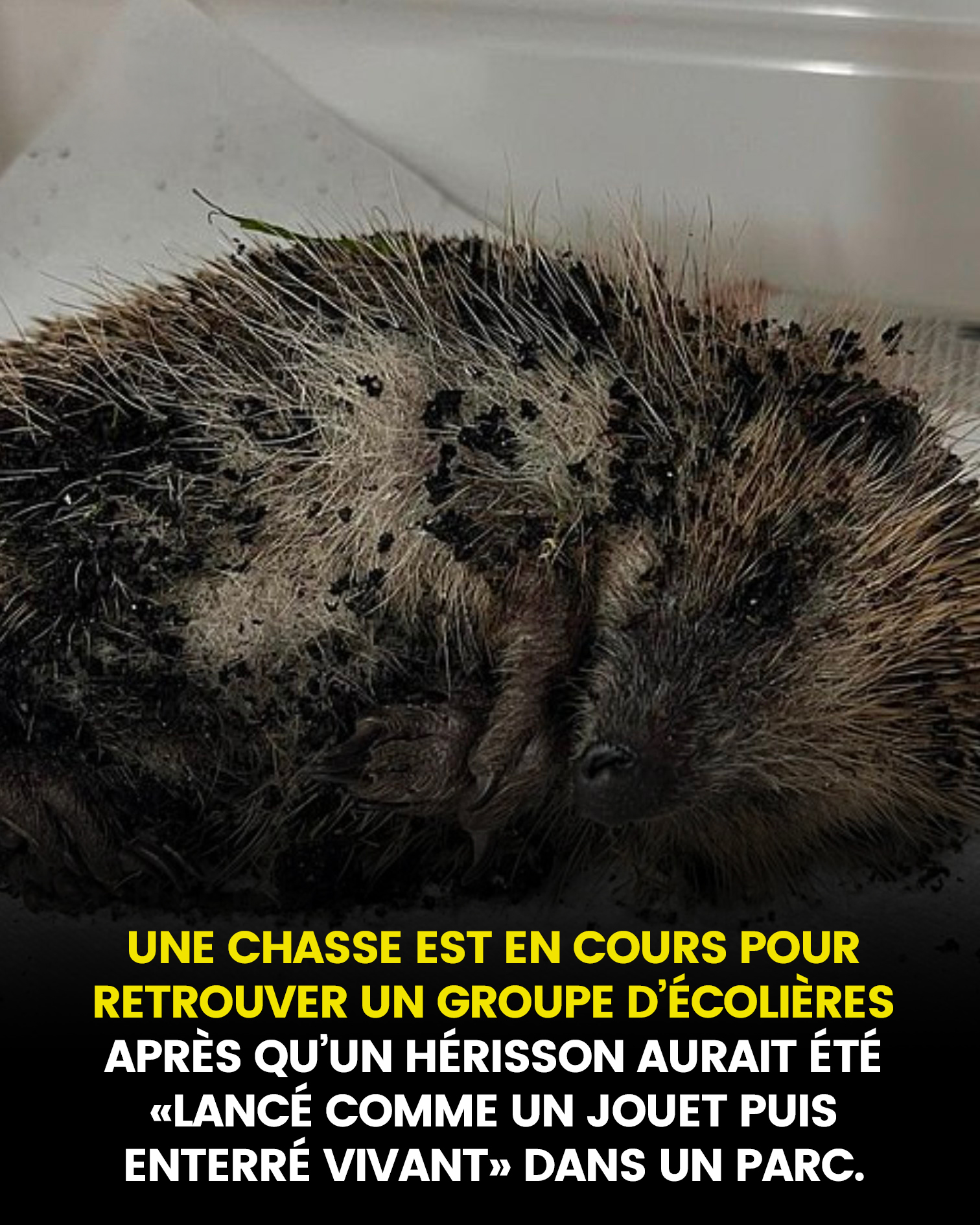 Une enquête est ouverte pour retrouver un groupe d’écolières « âgées de 11 ou 12 ans » après qu’un hérisson aurait été « lancé comme un jouet puis enterré vivant » dans un parc