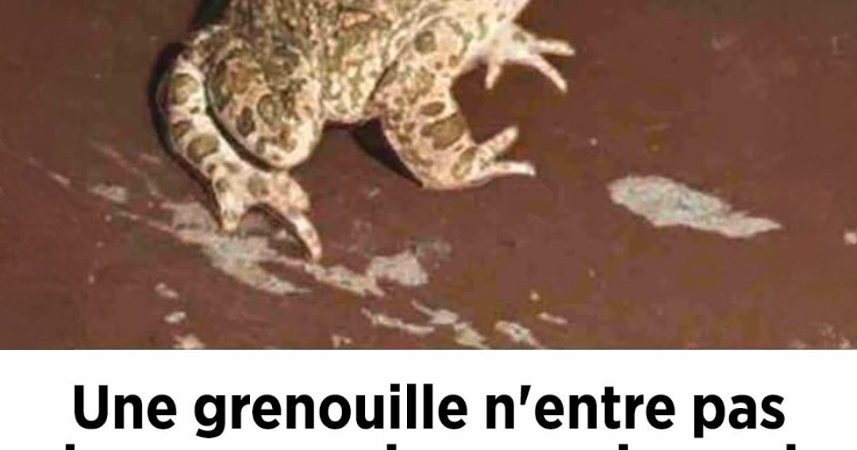 Une grenouille n’entre pas dans une maison par hasard. À quoi les gens doivent-ils faire attention ?
