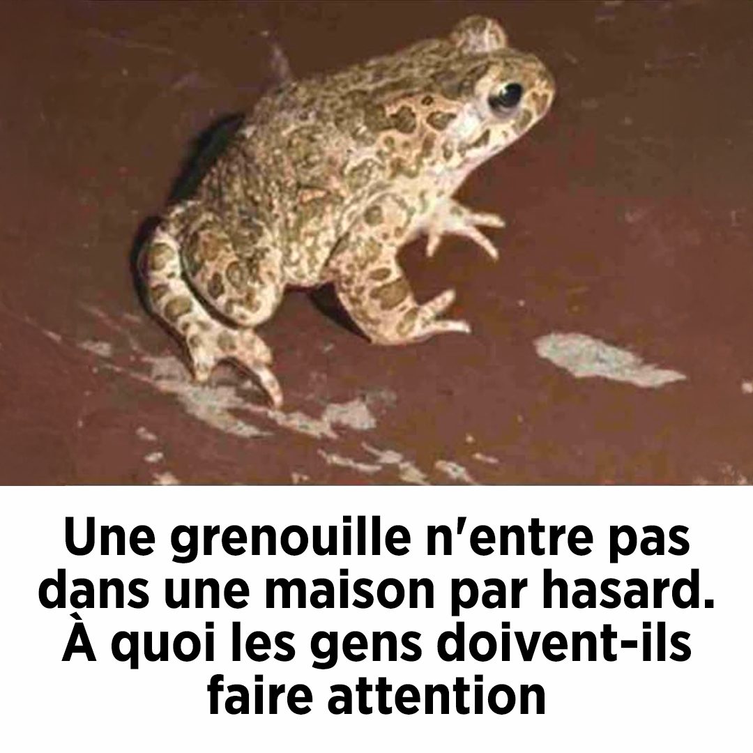 Une grenouille n’entre pas dans une maison par hasard. À quoi les gens doivent-ils faire attention ?