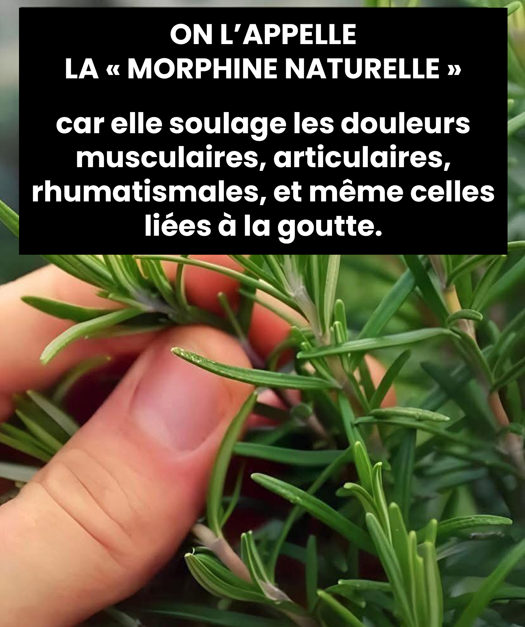 Une infusion qui fait du bien