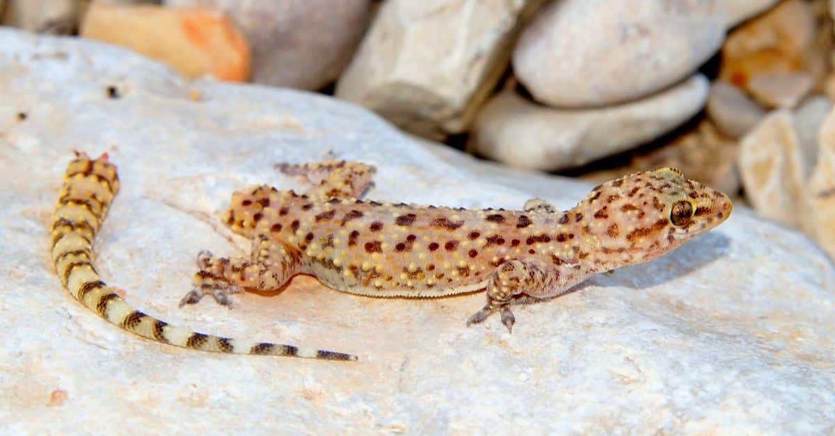 Ko se kuščar pojavi v vašem domu: znamenje, ki ga ne smete prezreti