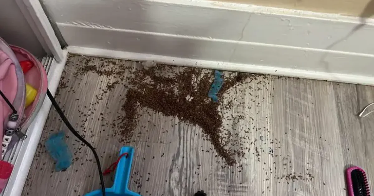 Une mère demande de l’aide en ligne après avoir découvert un mystérieux “marc de café” dans la chambre de sa fille