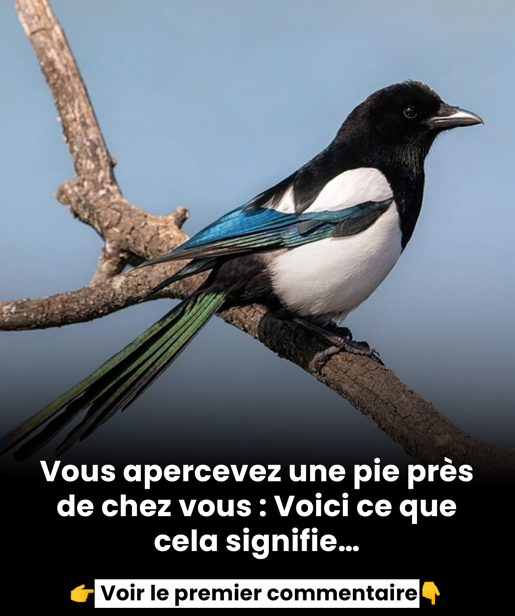 Une pie près de chez vous ? Ce signe pourrait avoir plus de sens que vous ne le pensez…