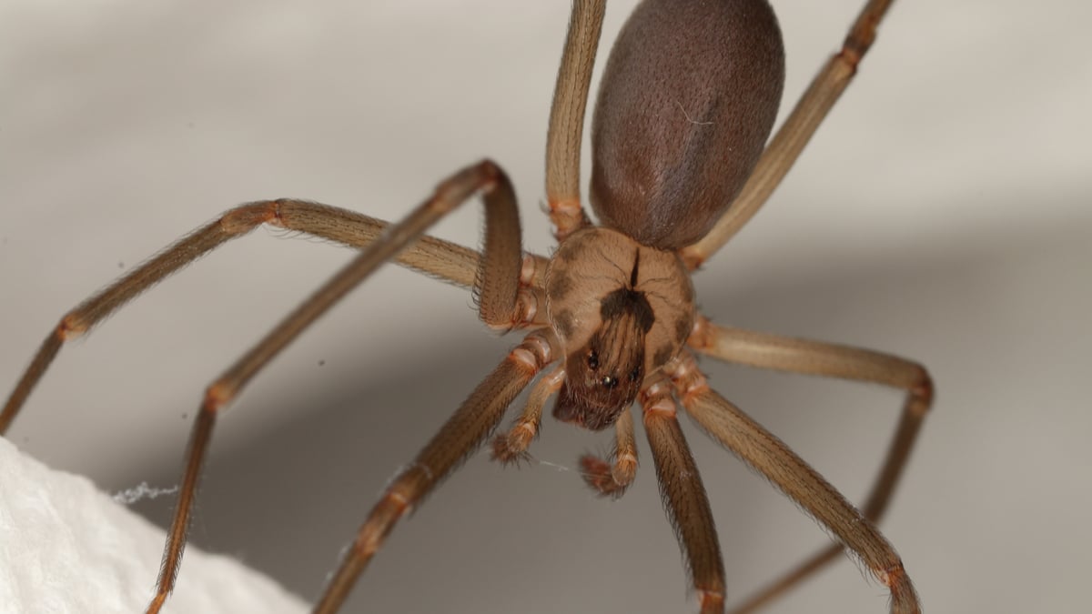 Habitat naturel de l'araignée recluse brune