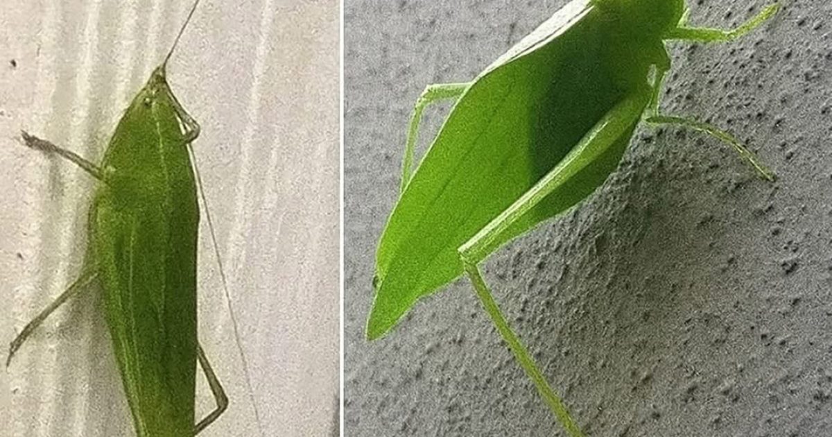 Une sauterelle a visité votre maison ? Voici ce que cela peut signifier selon la science et les croyances populaires