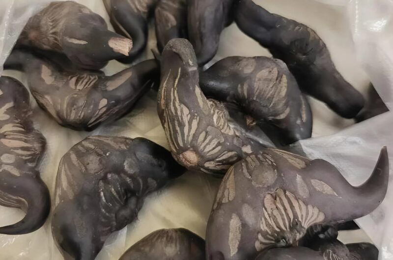 Quand un sac de “pierres” offert par des voisins s’est révélé être un délice exotique
