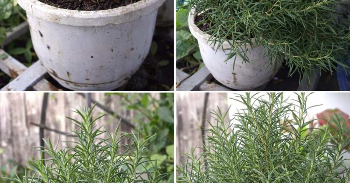 Voici 5 choses à faire pour obtenir un romarin toujours épais et parfumé