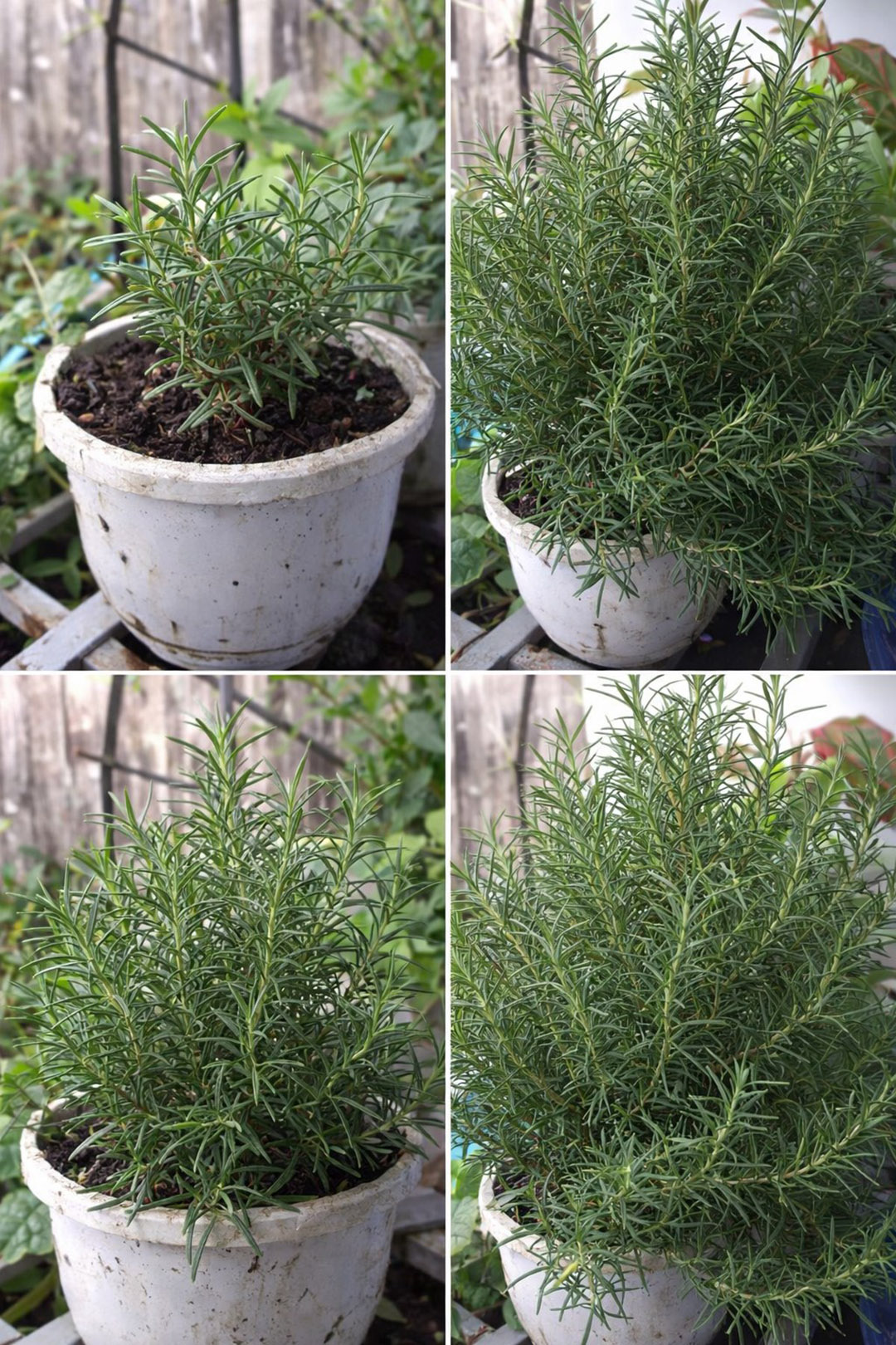 Voici 5 choses à faire pour obtenir un romarin toujours épais et parfumé