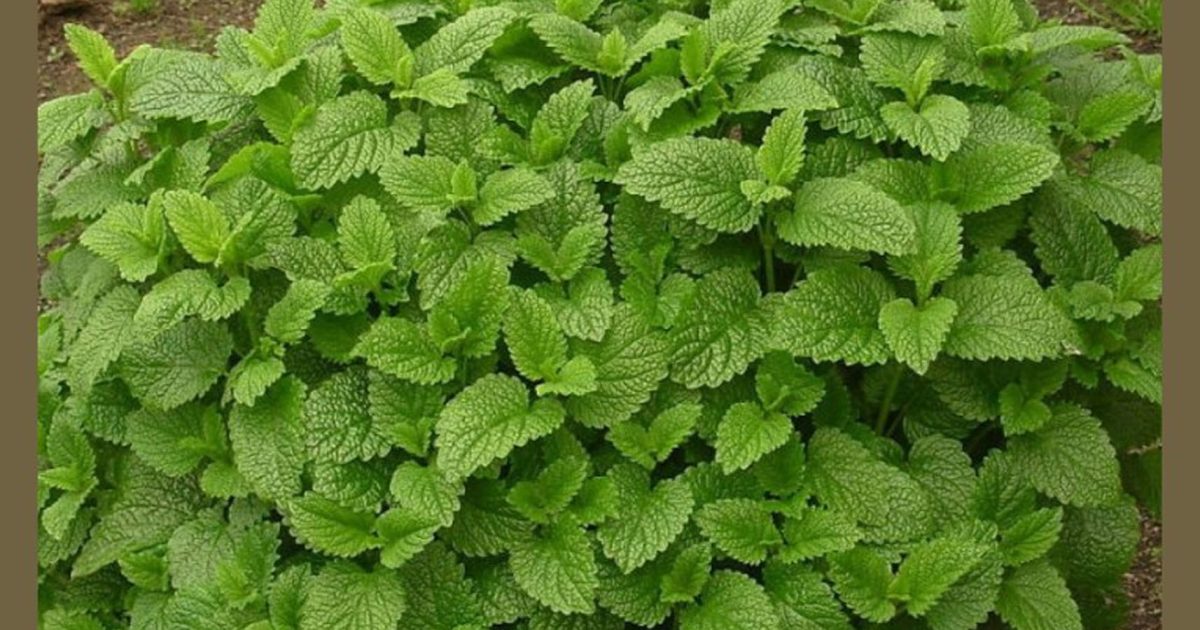 Voici la plante qui possède le plus de propriétés bénéfiques pour la santé.