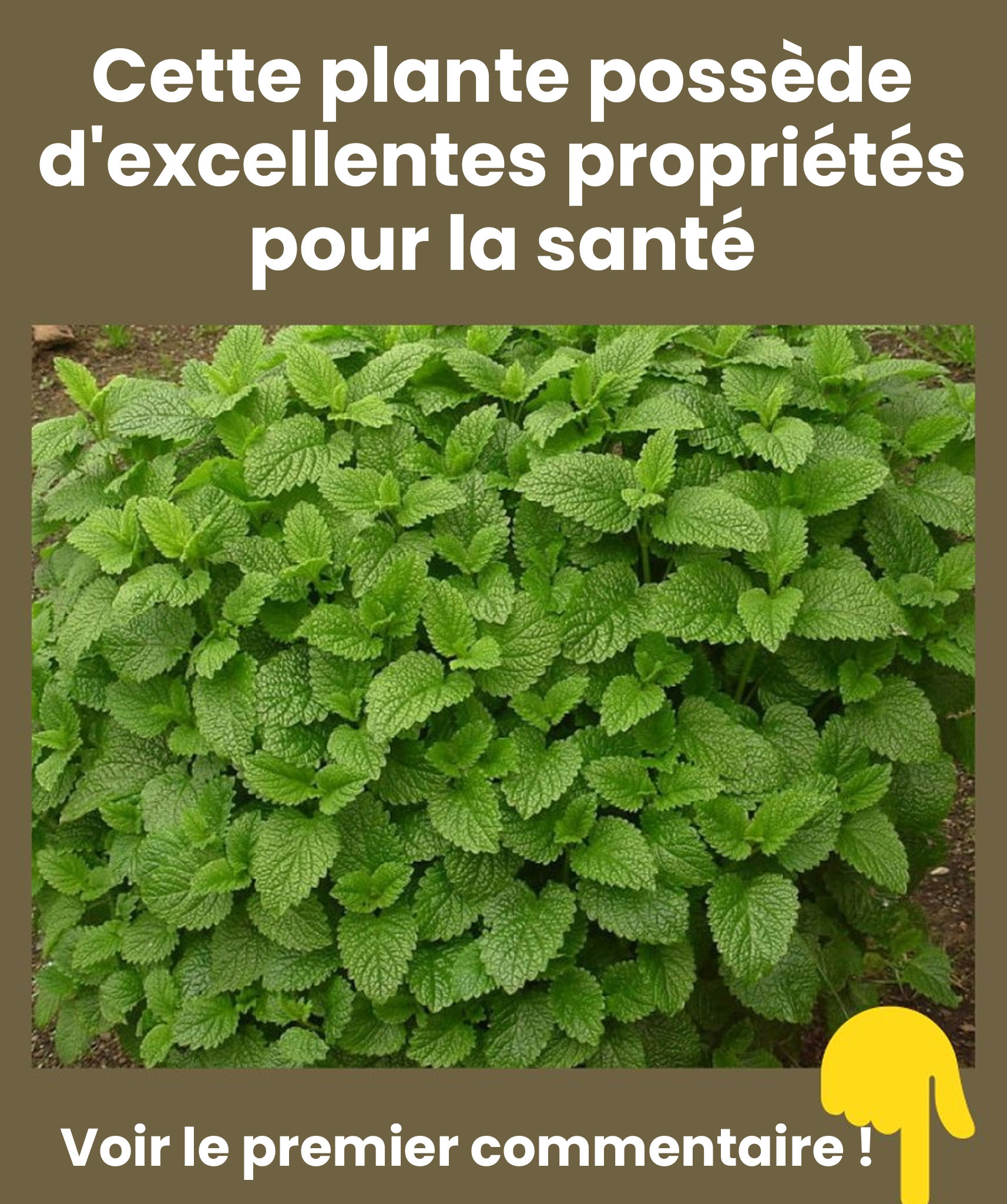 Voici la plante qui possède le plus de propriétés bénéfiques pour la santé.