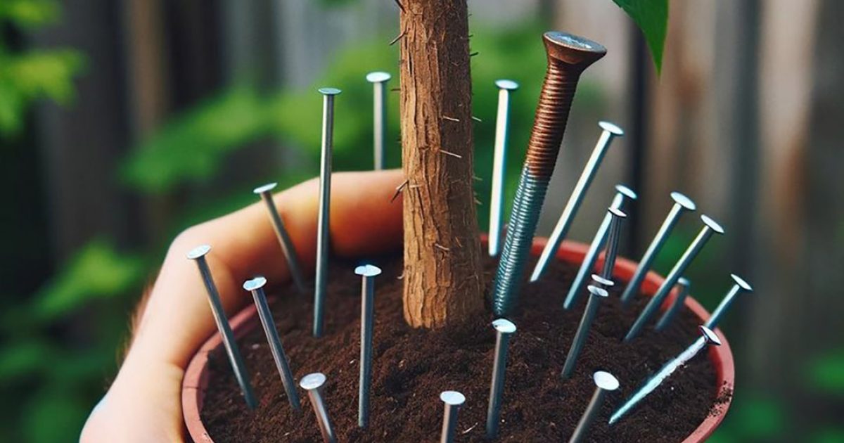 Voici pourquoi tant de personnes laissent des clous dans leurs plantes avant de partir en vacances