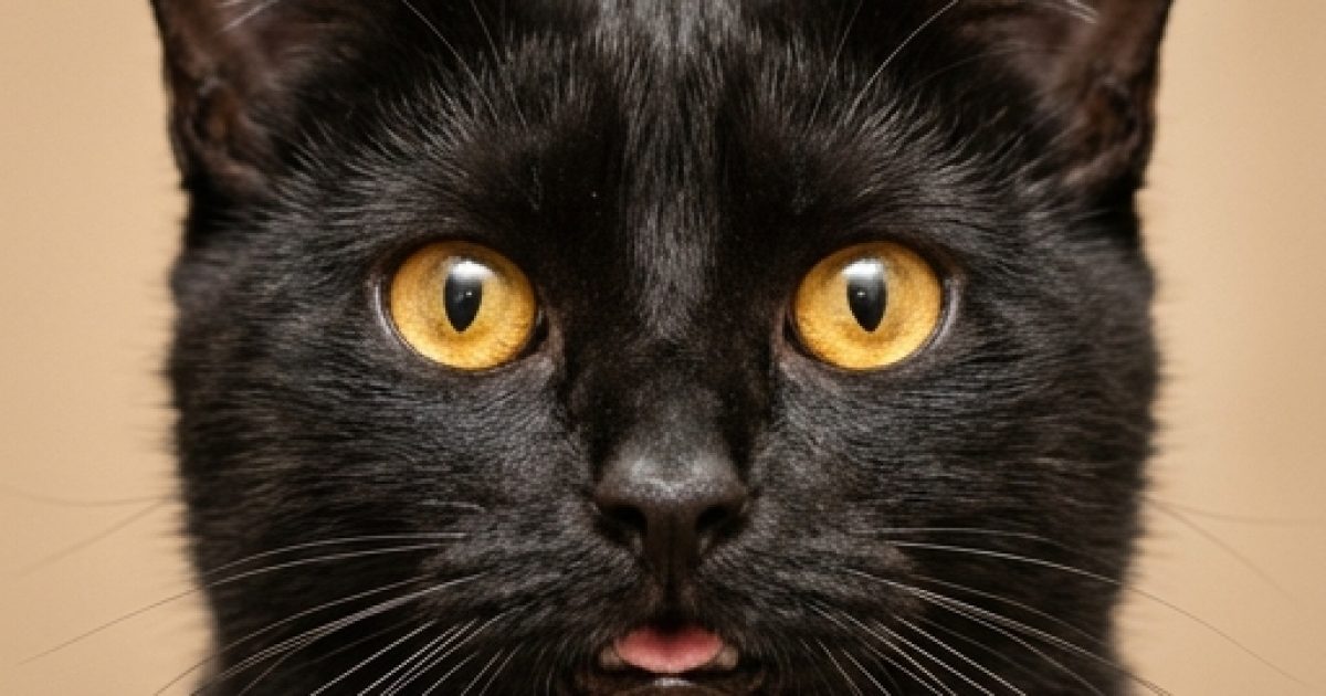 Voici pourquoi un chat quitte la maison et ne revient pas : 7 raisons courantes