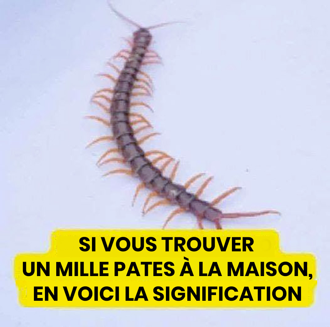 Votre maison abrite un mille-pattes ? Ce que cet intrus révèle vraiment sur votre intérieur