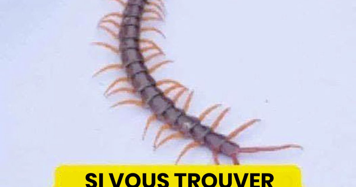 Voilà ce que signifie la découverte d'un mille-pattes dans la maison