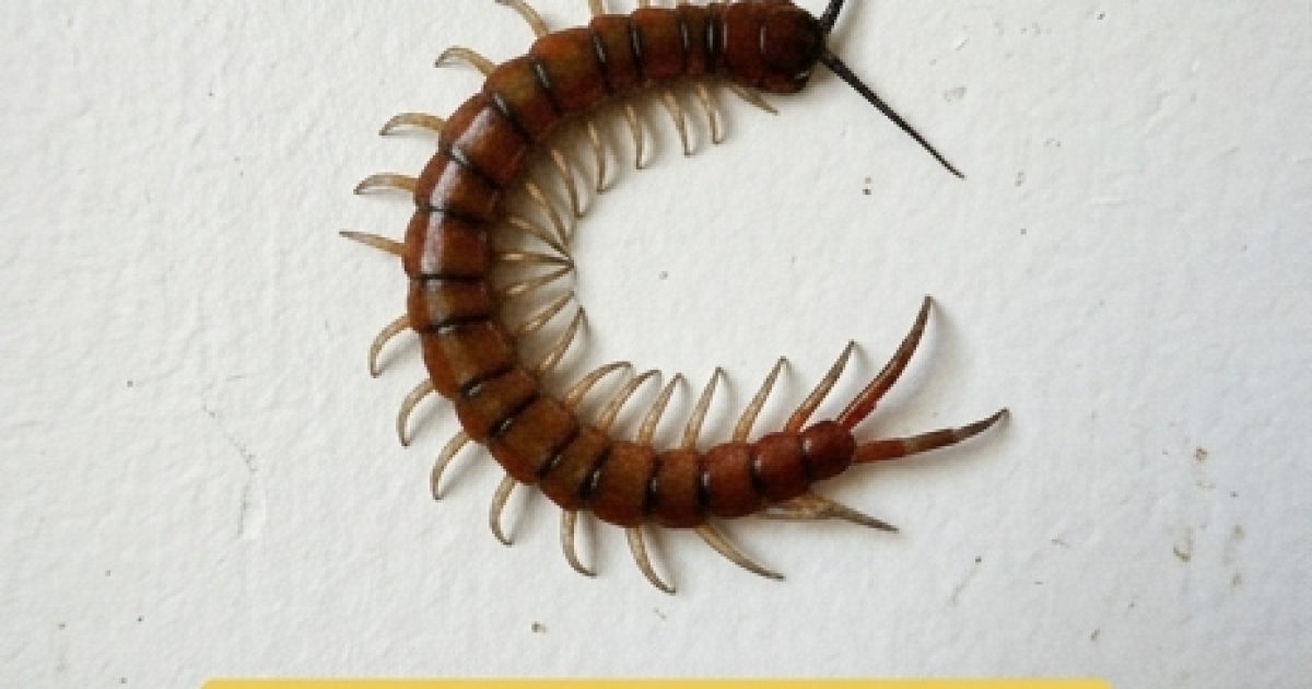Voilà ce que signifie la découverte d’un mille-pattes dans la maison