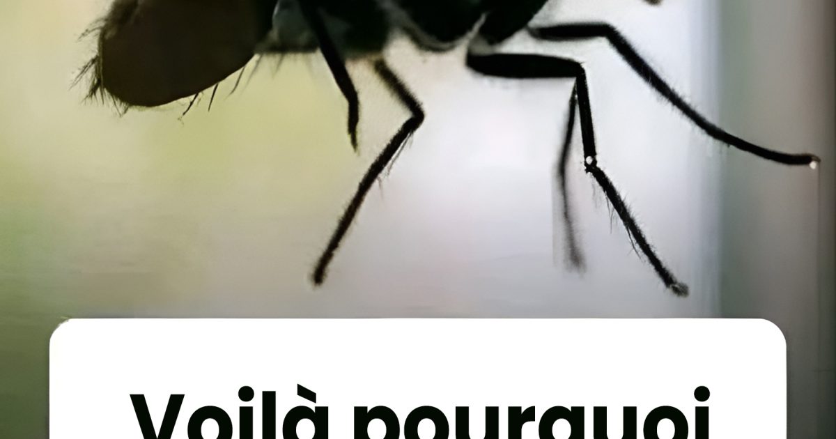 Voilà pourquoi une mouche vous poursuit