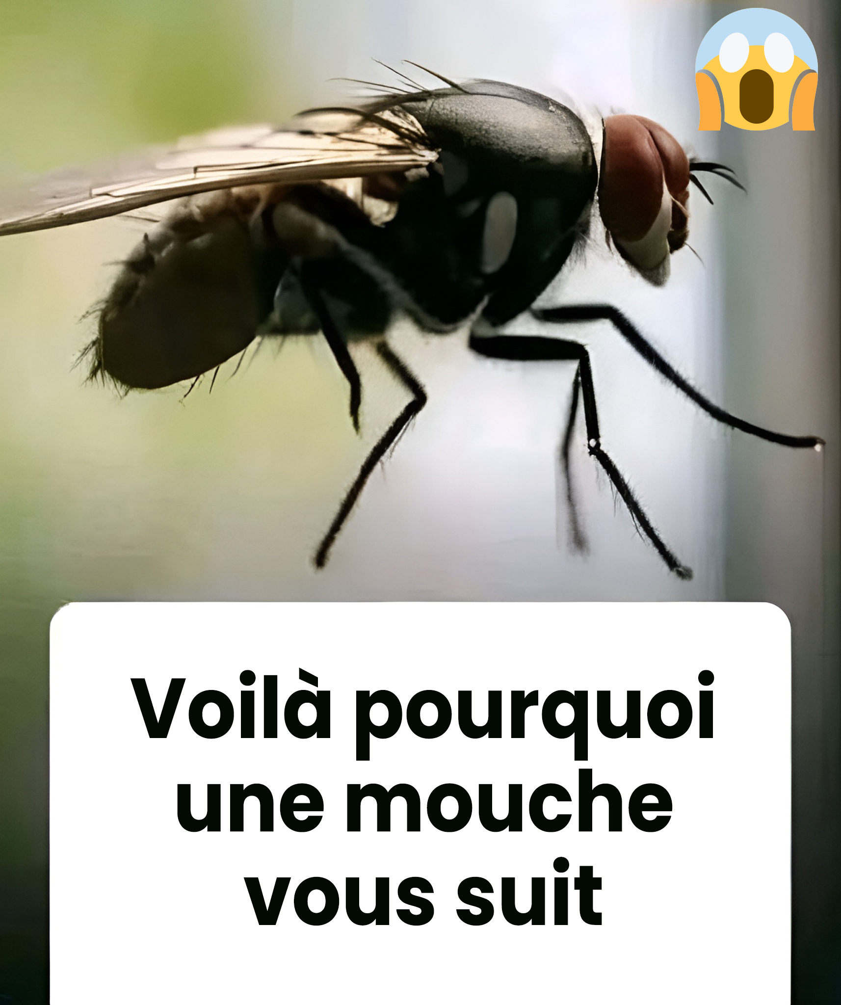 Voilà pourquoi une mouche vous poursuit