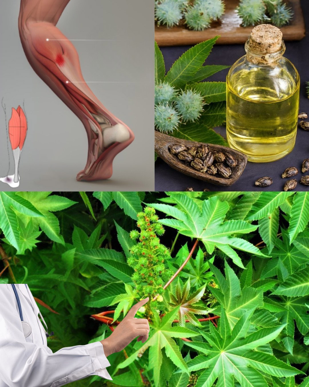 Voir cette plante dans votre jardin, c’est comme découvrir un trésor