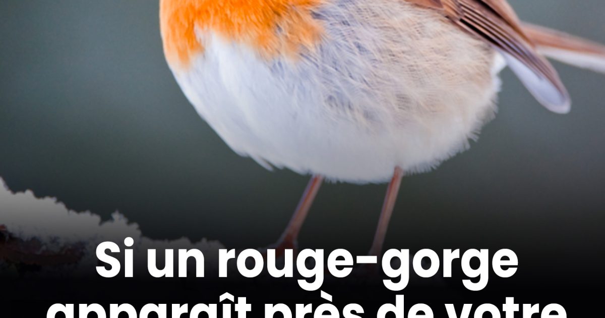 Voir un rouge-gorge près de sa maison : voici ce que cela symbolise selon une croyance populaire