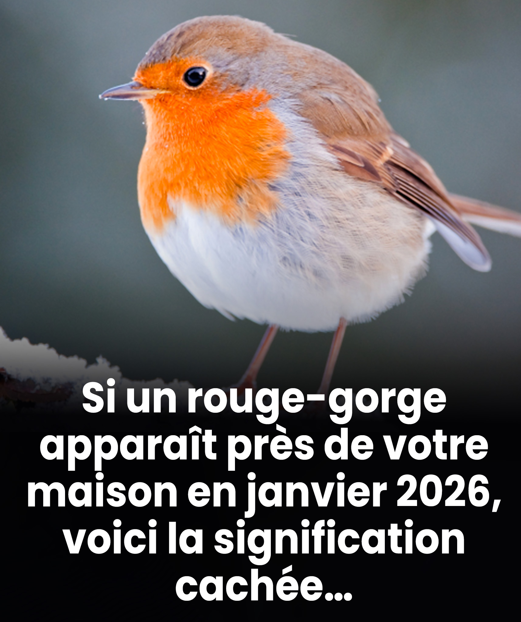 Wenn Sie in der Nähe Ihres Hauses ein Rotkehlchen sehen: Hier erfahren Sie, was es laut Volksglauben symbolisiert.