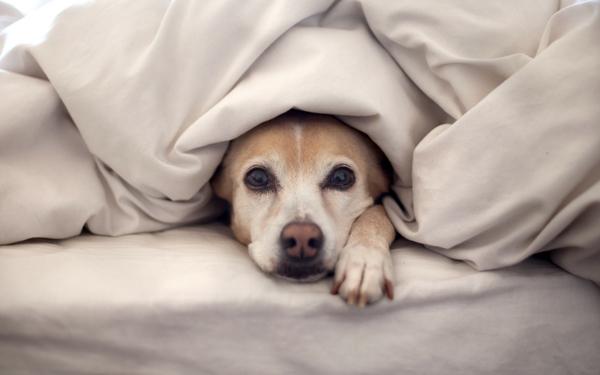 Ce que révèle vraiment le regard insistant de votre chien sur vous