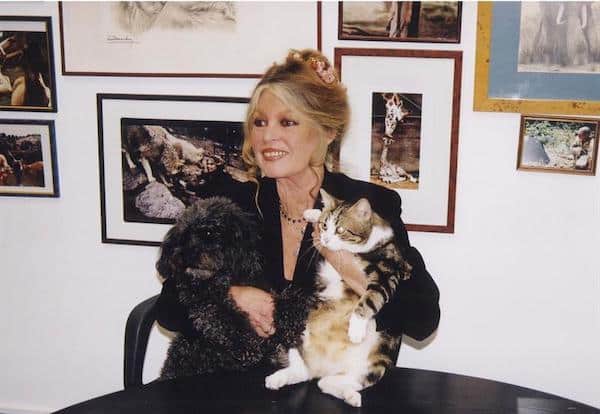 Elle n’a jamais eu recours à la chirurgie esthétique : cette photo de Brigitte Bardot, sans aucun filtre, va vous couper le souffle
