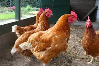 Bouteille de vinaigre dans un jardin