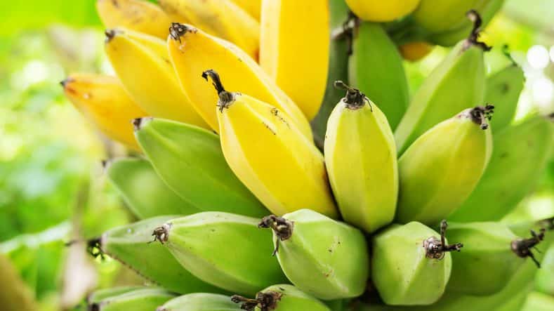 Bananes à différents stades de maturation